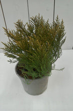 Load image into Gallery viewer, Hebe James Sterling, 2L
