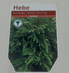 Hebe James Sterling, 2L