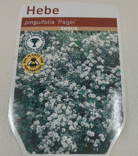 Load image into Gallery viewer, Hebe Pagei, 2L
