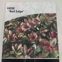 Load image into Gallery viewer, Hebe Red Edge, 2L
