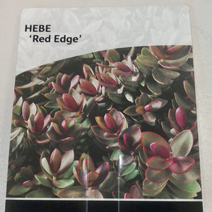 Hebe Red Edge, 2L