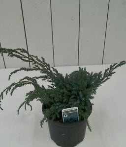 Juniperus Blue Carpet, 2L