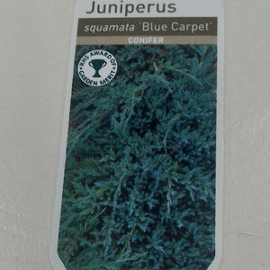Juniperus Blue Carpet, 2L