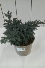 Load image into Gallery viewer, Juniperus Blue Star, 2L
