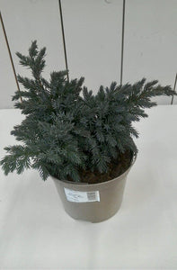 Juniperus Blue Star, 2L