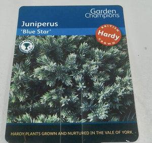 Juniperus Blue Star, 2L