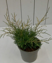 Load image into Gallery viewer, Juniperus Old Gold, 2L
