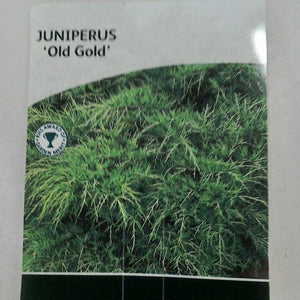 Juniperus Old Gold, 2L