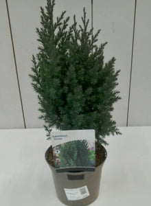Juniperus Stricta, 2L