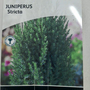 Juniperus Stricta, 2L