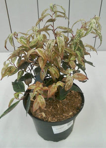Leucothoe Rainbow, 2L