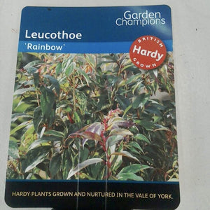 Leucothoe Rainbow, 2L