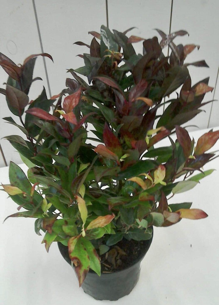 Leucothoe Scarletta, 2L