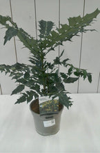 Load image into Gallery viewer, Mahonia Winter Sun, 3L
