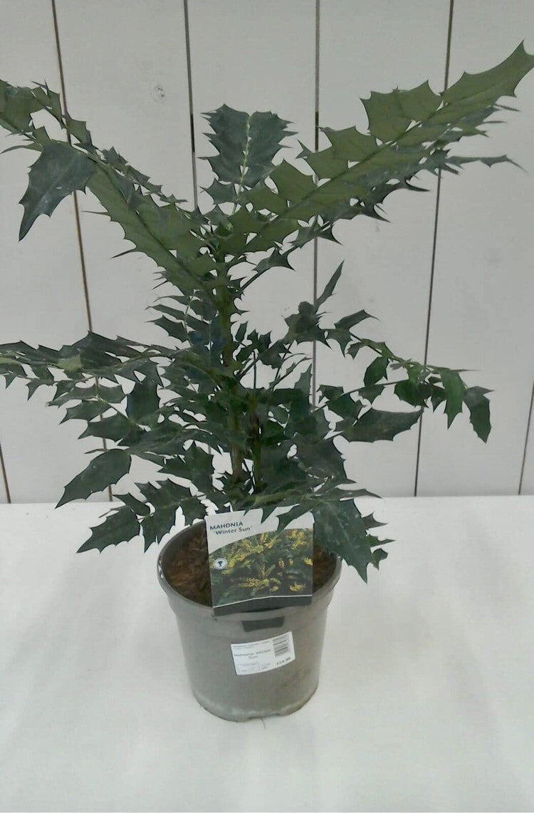 Mahonia Winter Sun, 3L