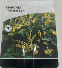 Load image into Gallery viewer, Mahonia Winter Sun, 3L
