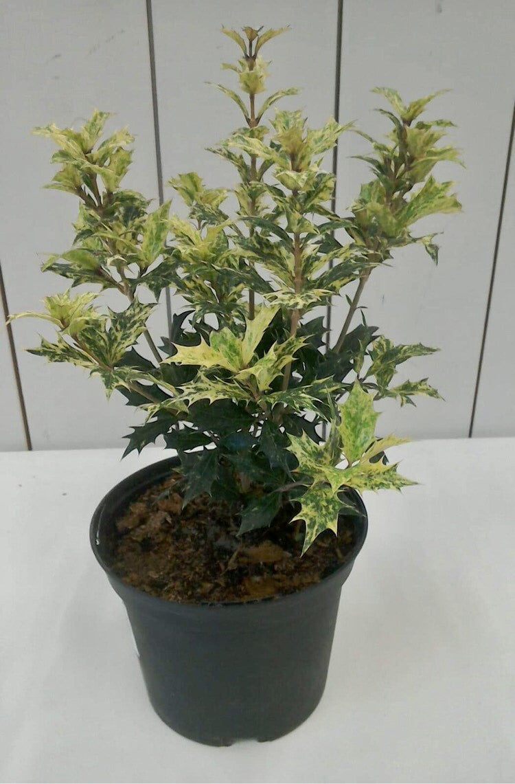 Osmanthus Tricolour 2L