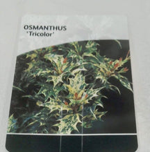Load image into Gallery viewer, Osmanthus Tricolour 2L
