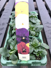Load image into Gallery viewer, Pansies - 6 Pack
