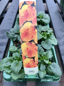 Pansies - 6 Pack