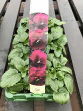 Load image into Gallery viewer, Pansies - 6 Pack
