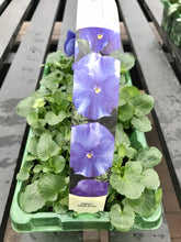 Load image into Gallery viewer, Pansies - 6 Pack
