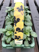 Load image into Gallery viewer, Pansies - 6 Pack
