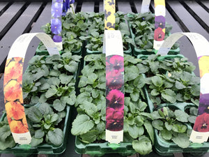 Pansies - 6 Pack