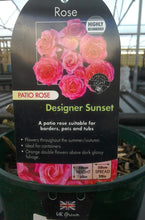 Load image into Gallery viewer, Patio Roses, 3L Pots
