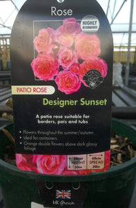Patio Roses, 3L Pots