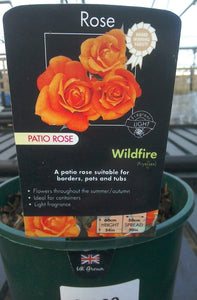 Patio Roses, 3L Pots