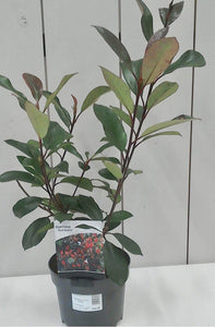 Photonia - Red Robin 2L