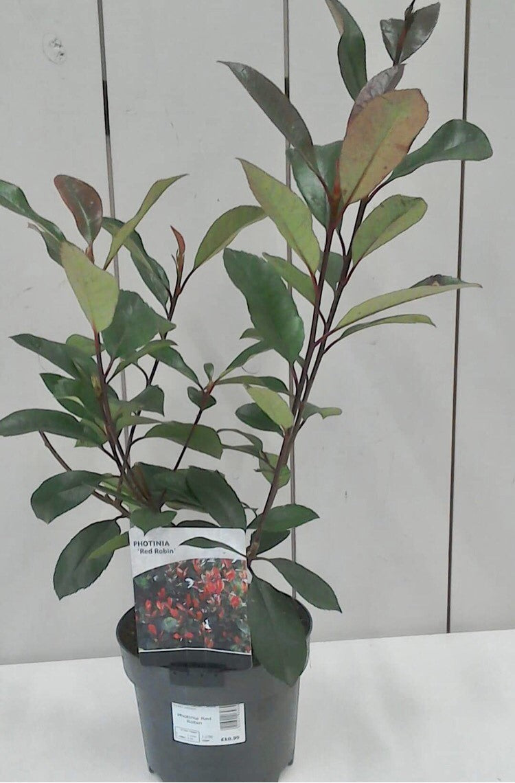 Photonia - Red Robin 2L