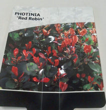 Load image into Gallery viewer, Photonia - Red Robin 2L
