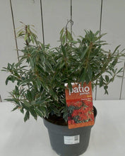Load image into Gallery viewer, Pieris Flaming Silver, 5L
