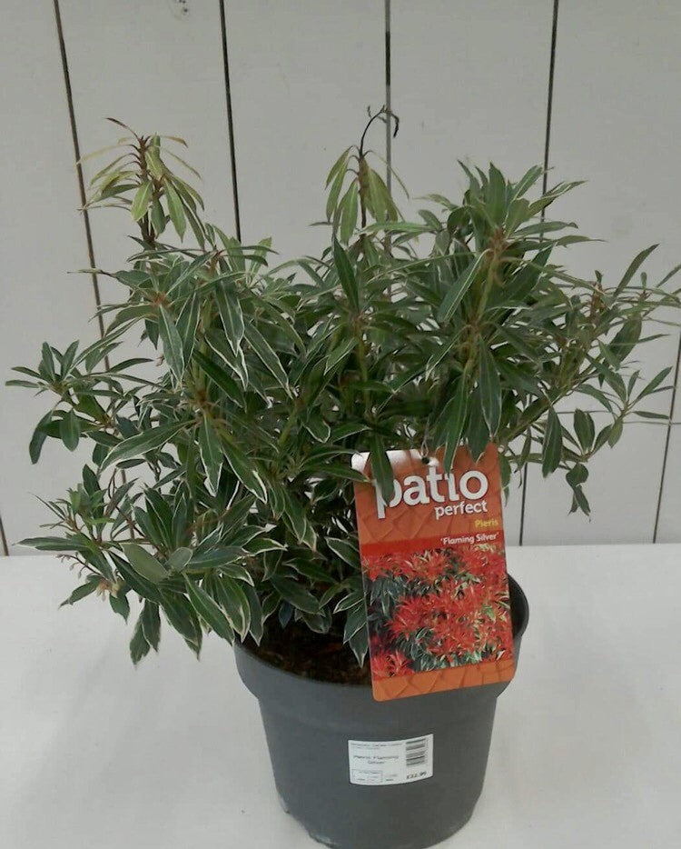 Pieris Flaming Silver, 5L