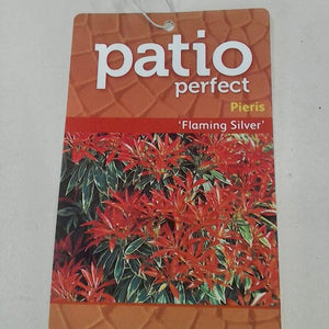 Pieris Flaming Silver, 5L