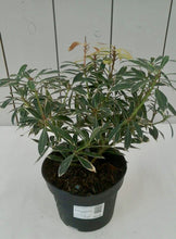 Load image into Gallery viewer, Pieris Japonica Flaming Silver, 2L
