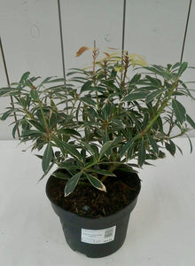 Pieris Japonica Flaming Silver, 2L