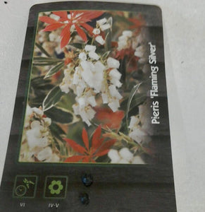 Pieris Japonica Flaming Silver, 2L