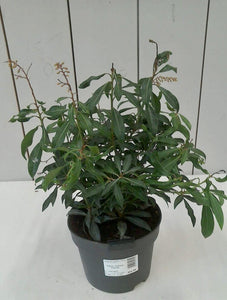 Pieris Japonica Forest Flame, 2L