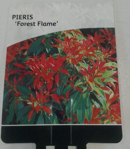 Pieris Japonica Forest Flame, 2L