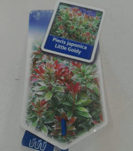 Load image into Gallery viewer, Pieris Japonica Little Goldy, 2L
