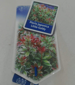 Pieris Japonica Little Goldy, 2L