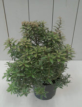 Load image into Gallery viewer, Pieris Japonica Little Goldy, 2L
