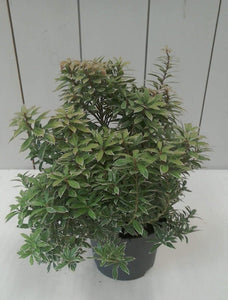 Pieris Japonica Little Goldy, 2L