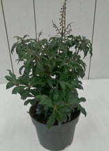 Load image into Gallery viewer, Pieris Mountain Fire, 2L
