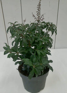 Pieris Mountain Fire, 2L