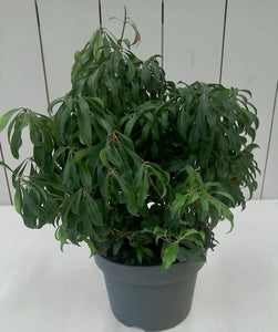 Pieris Mountain Fire, 5L