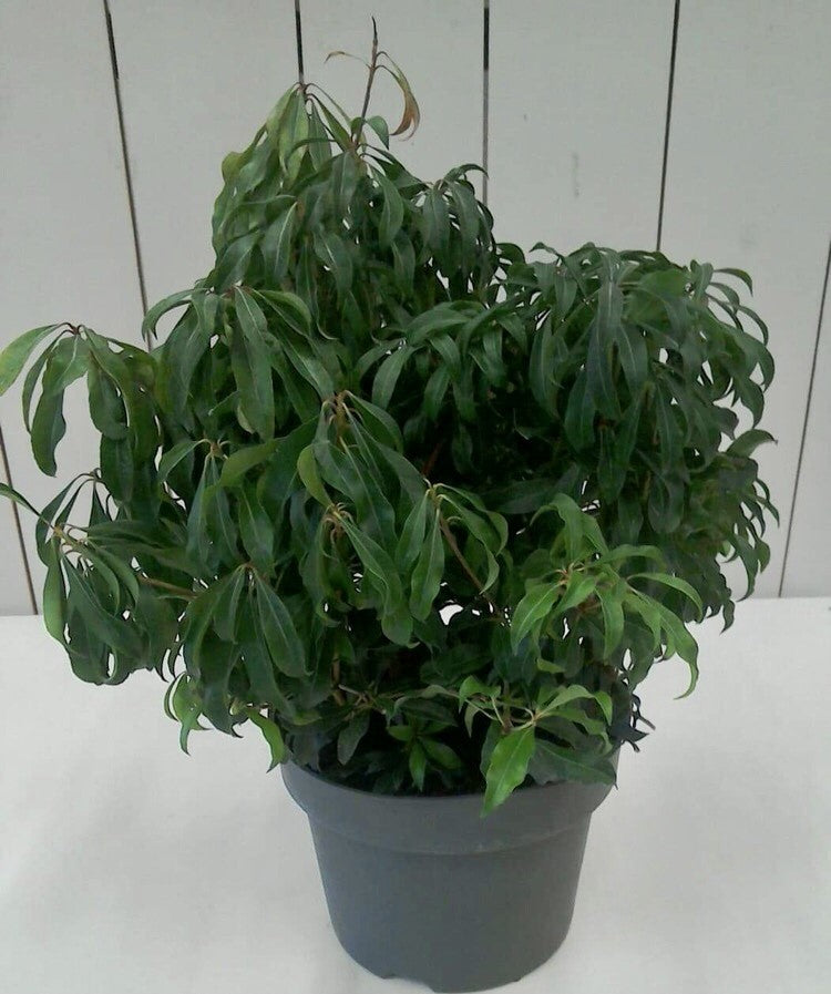 Pieris Mountain Fire, 5L